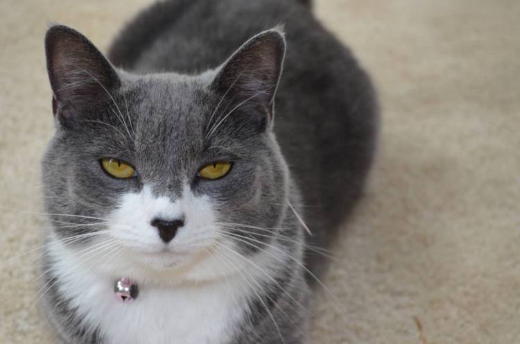 12771995_10153900318852667_1039801469935224571_o